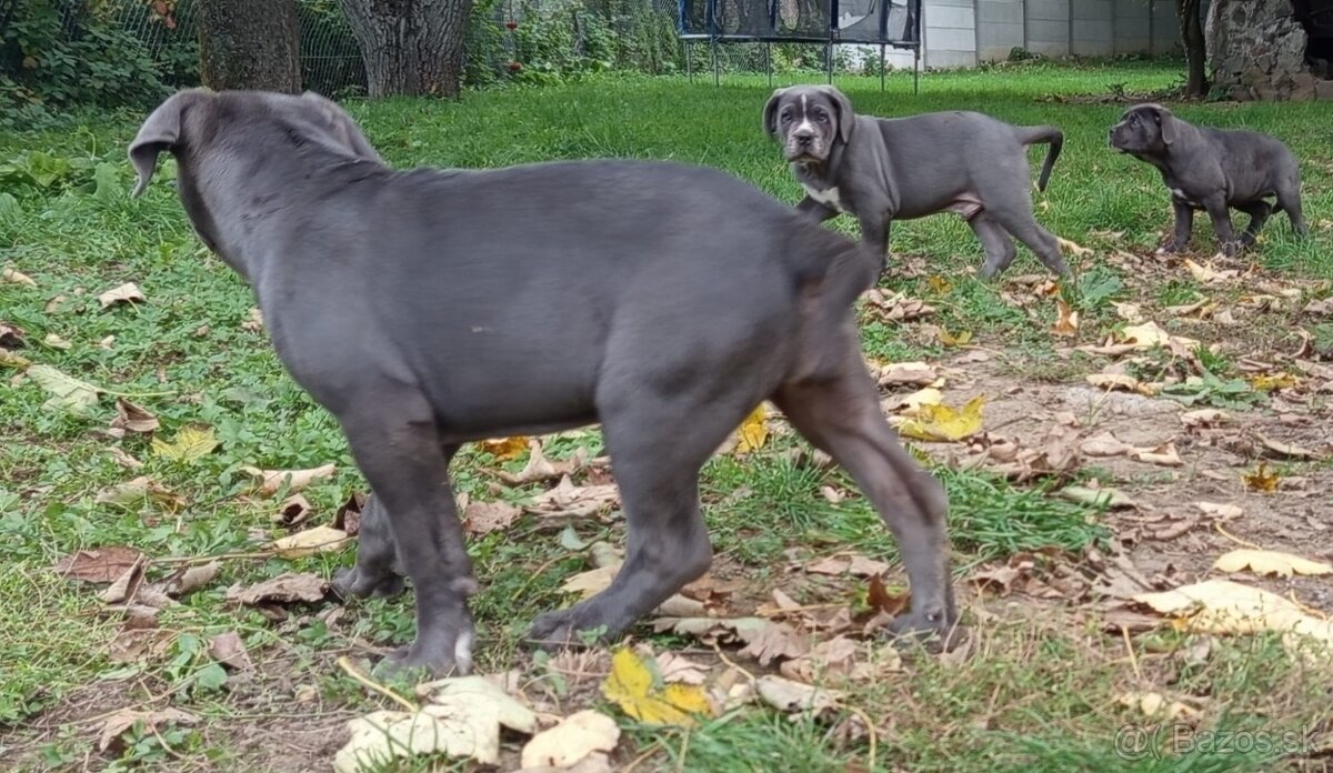 Cane Corso
