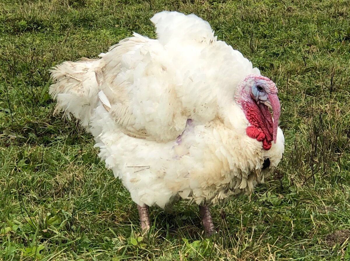 Predám vykŕmené moriaky ZADARMO KRMIVO