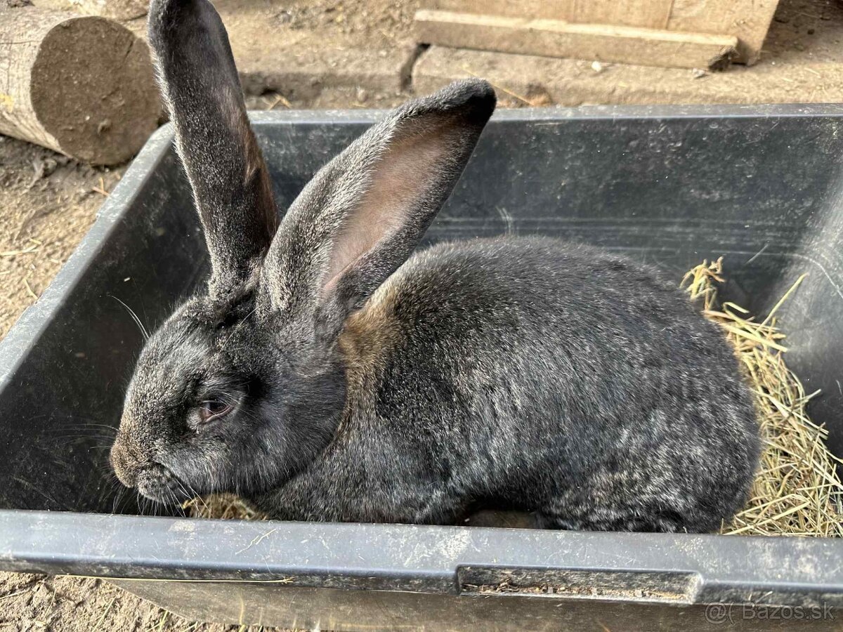 Vymením zajace, kurčatá  a kačky za odstavcata