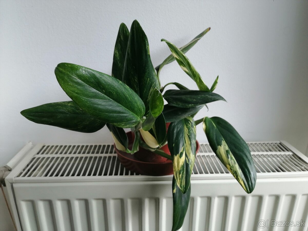 Monstera Lechleriana variegata, krasna rastlinka.