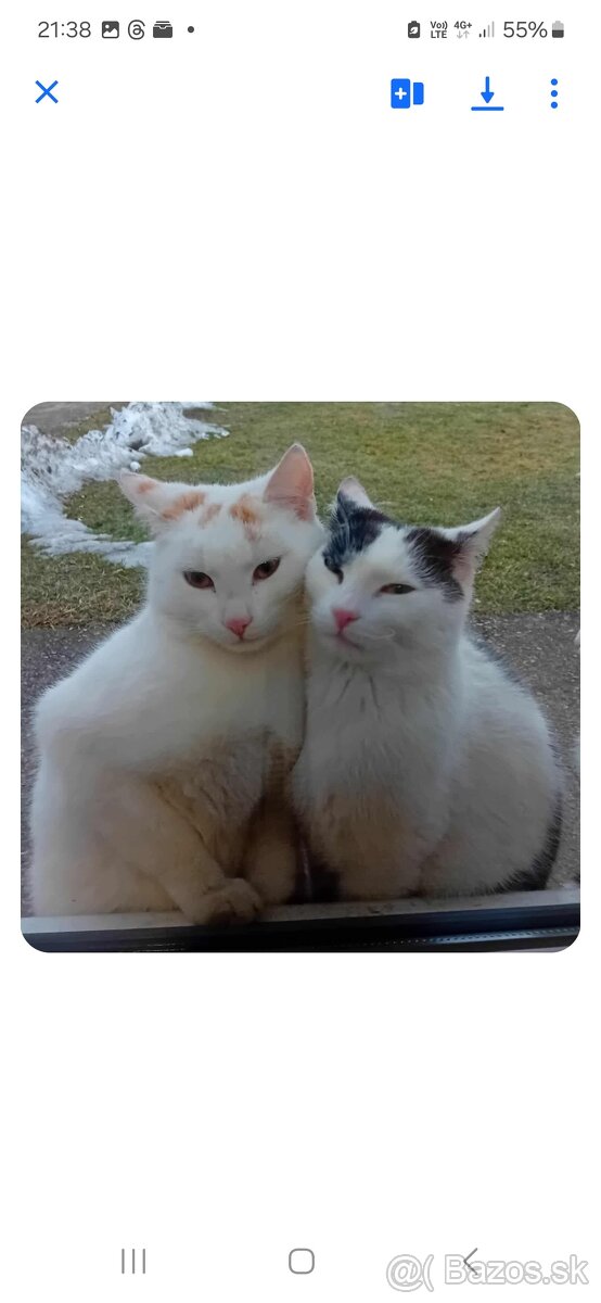 Darujem 2 mač̣ič̣ky