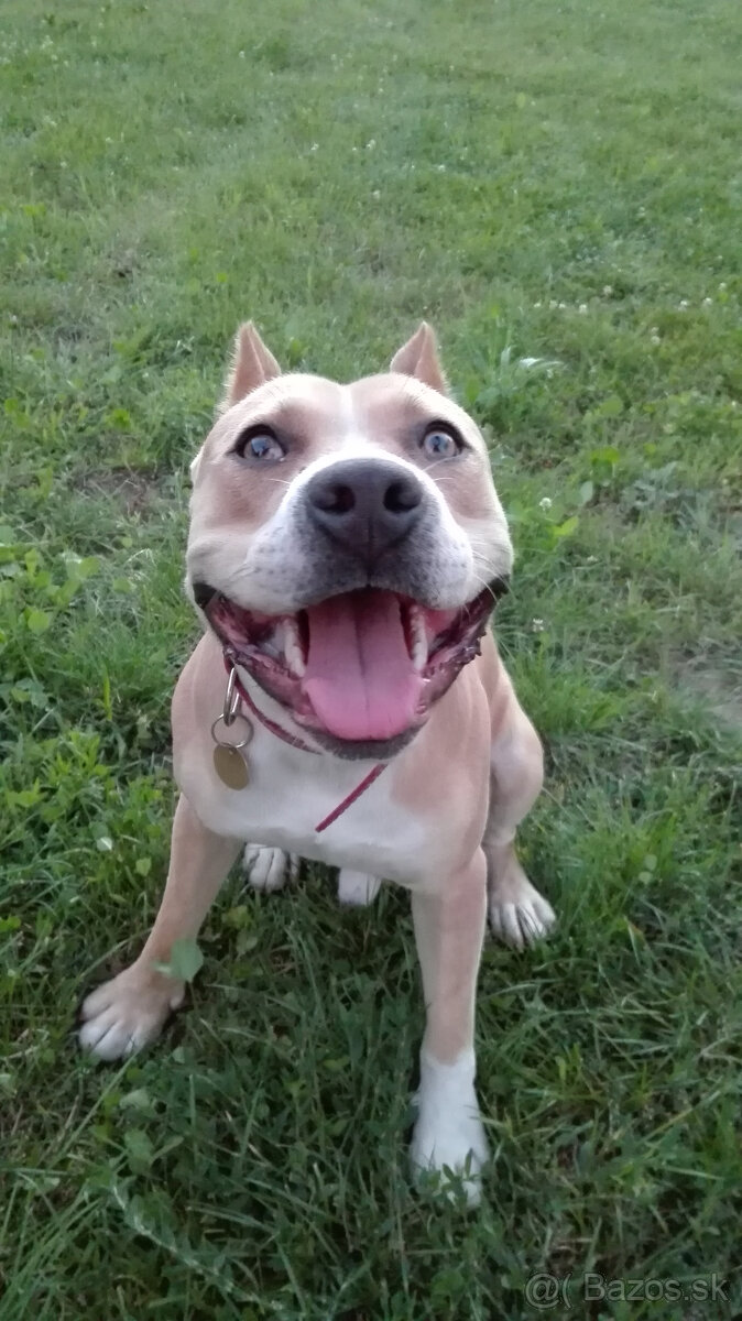 Amstaff