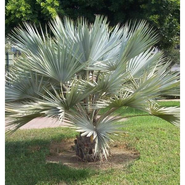 Palma Brahea Armata (semená)