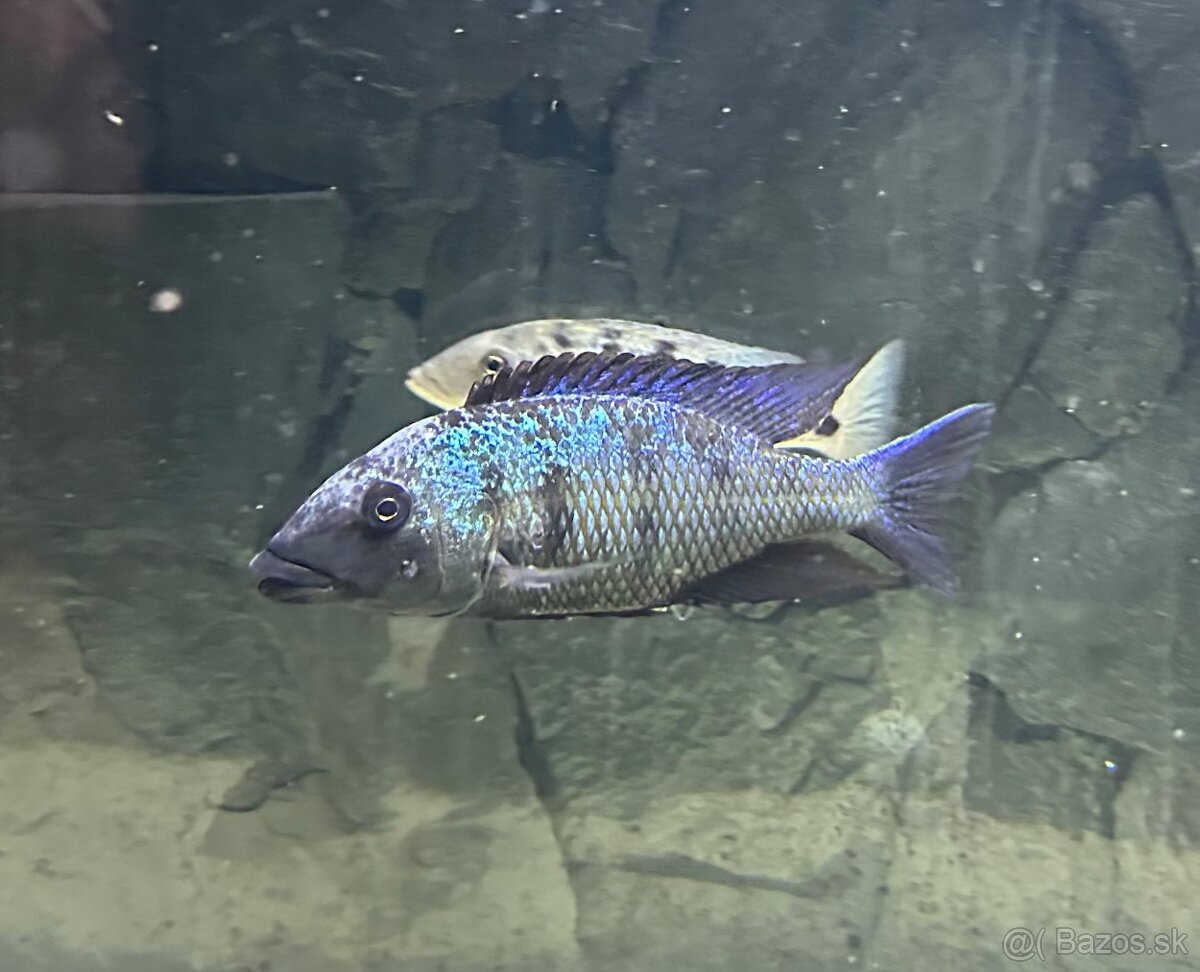 Fossorochromis