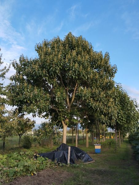 Paulownia Shan Tong