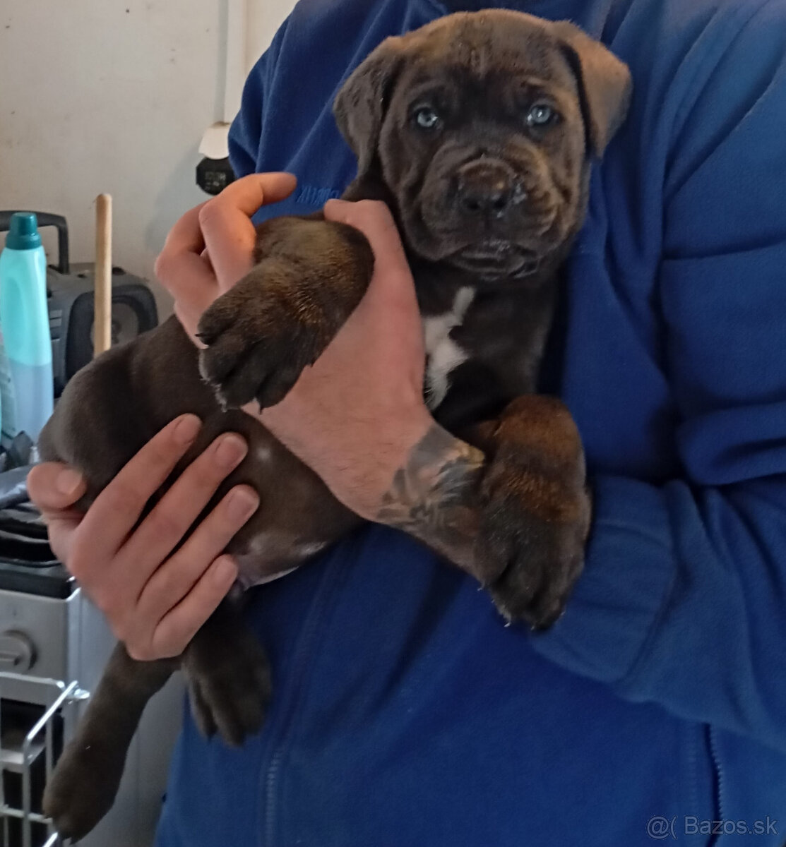Cane Corso