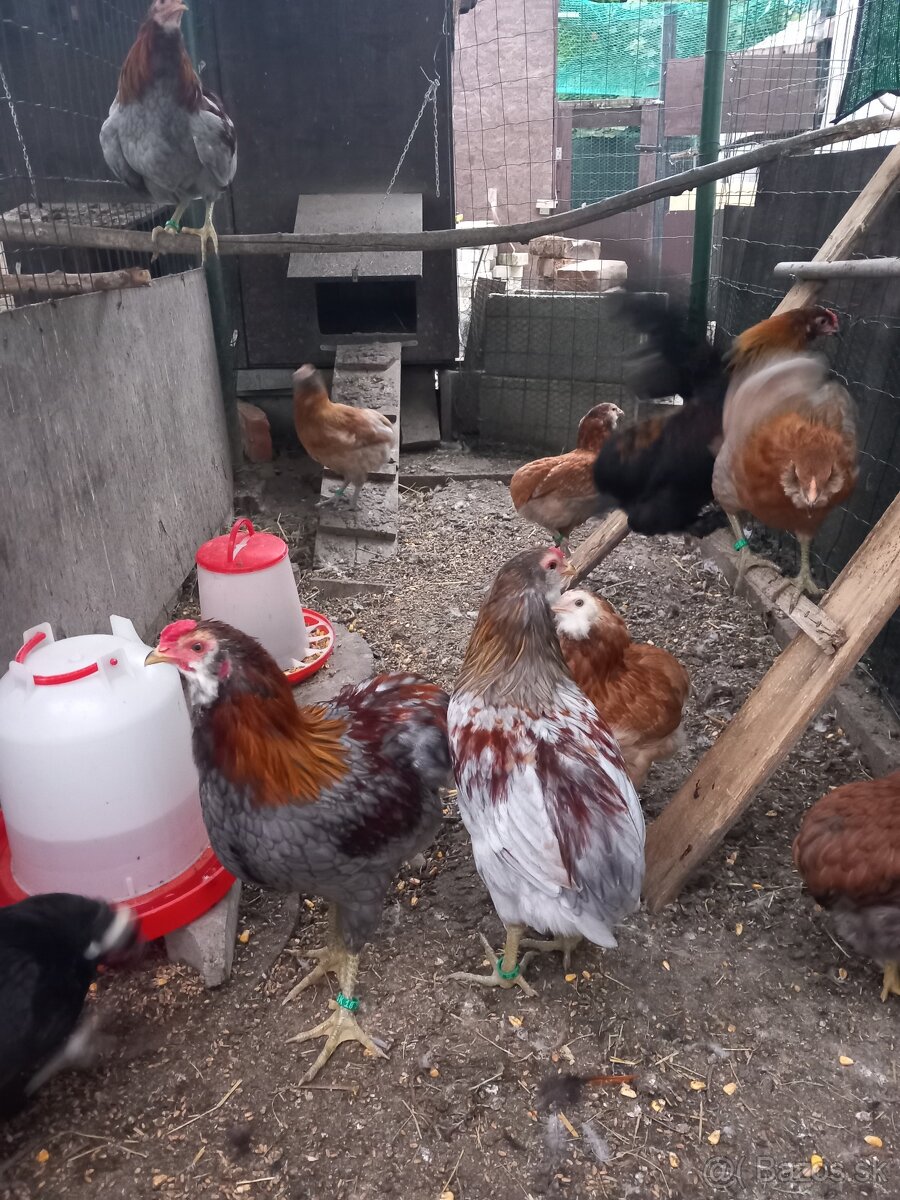 Araucana