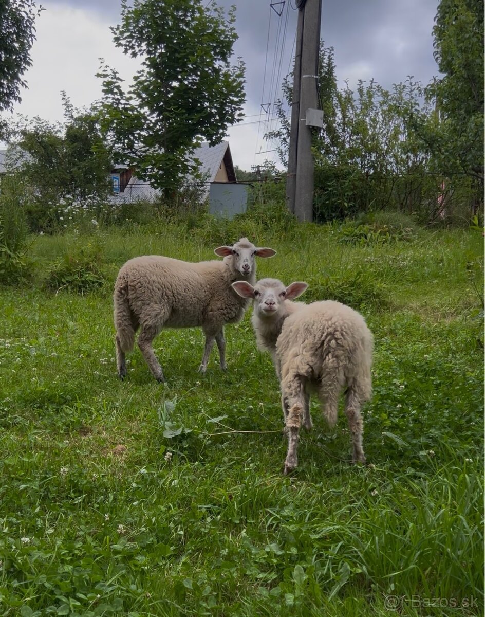 Ovce ( ovečka a baran ) na predaj