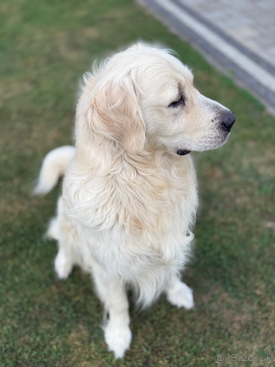 Zlatý retriever krytie