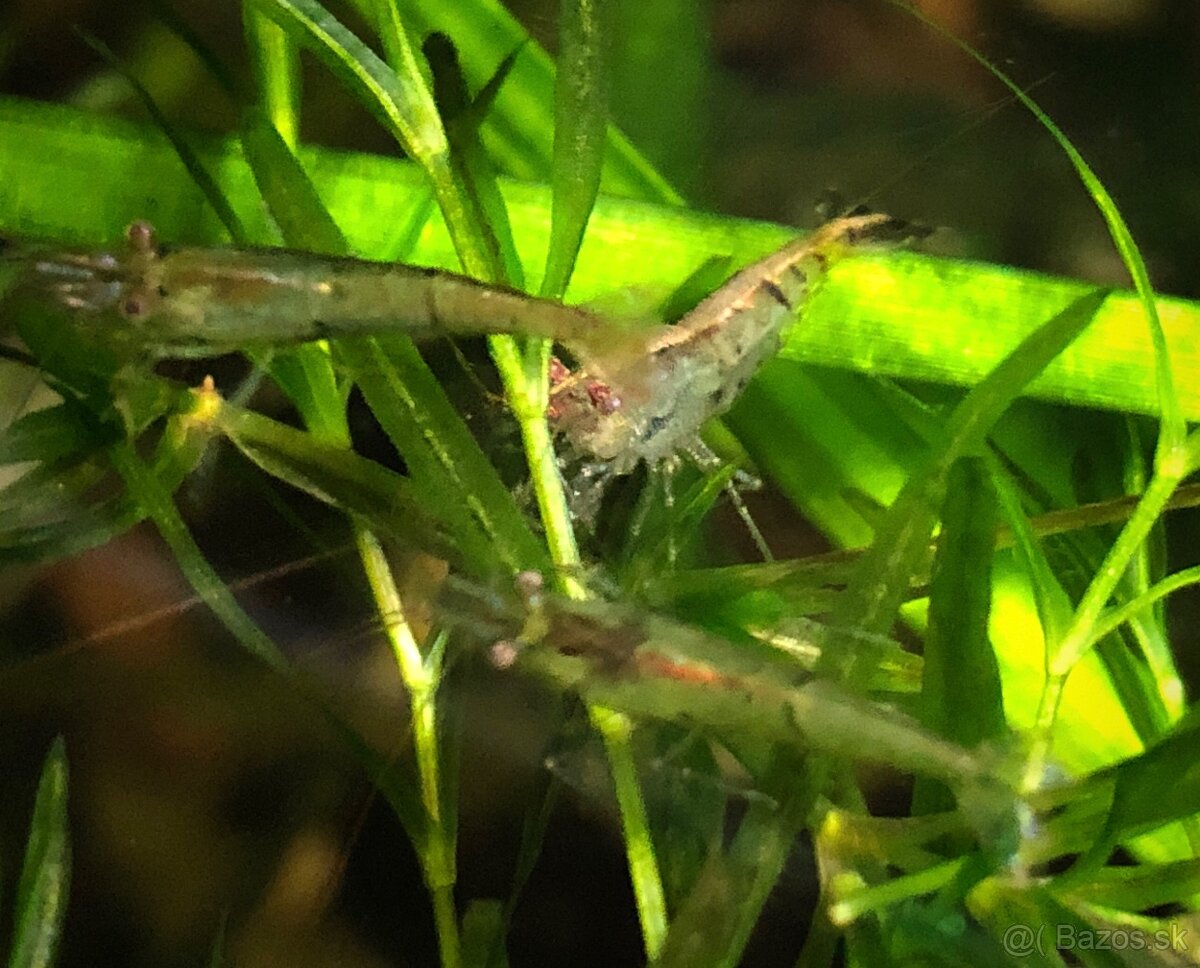 Krevetky Neocaridina palmata