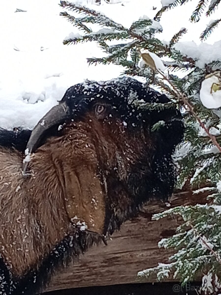 Anglonubijska koza a cap