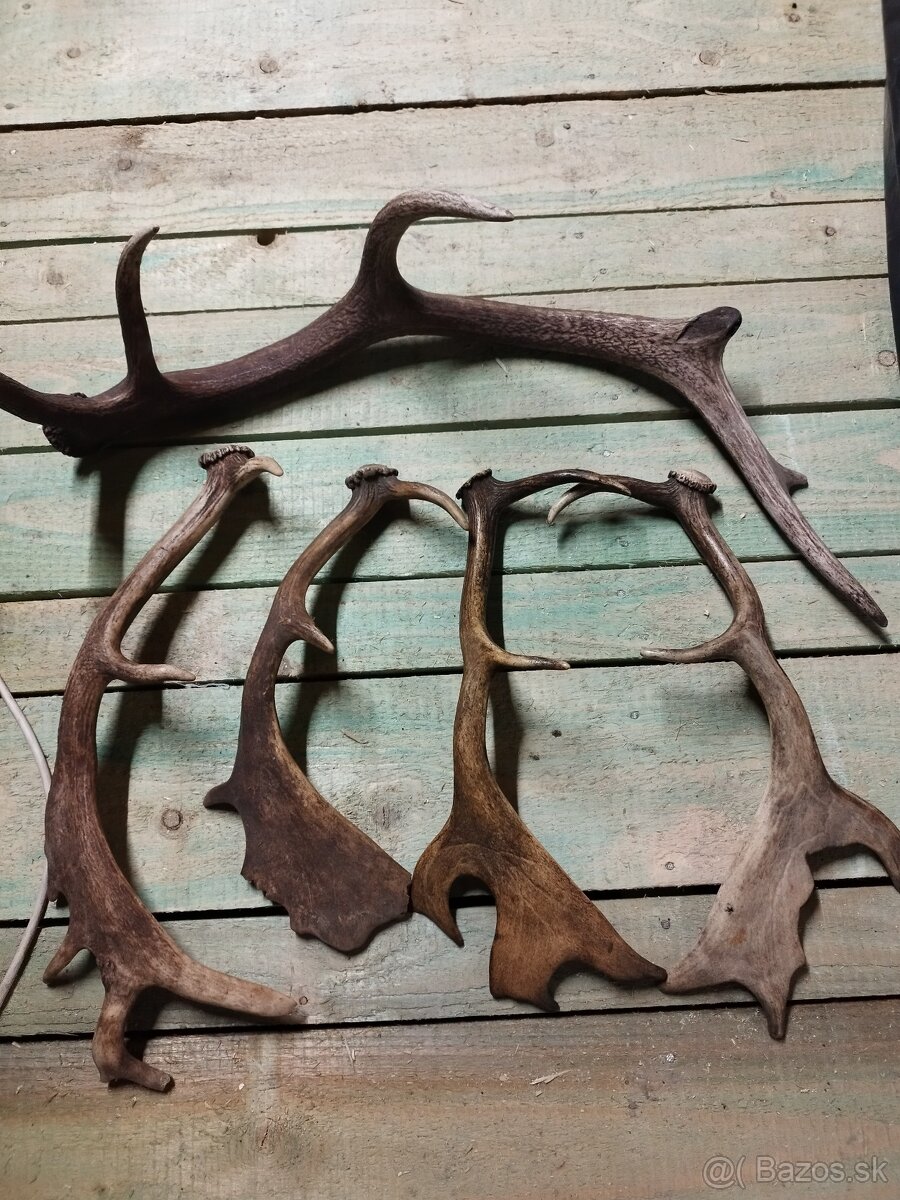 Srnčie trofeje a zhody