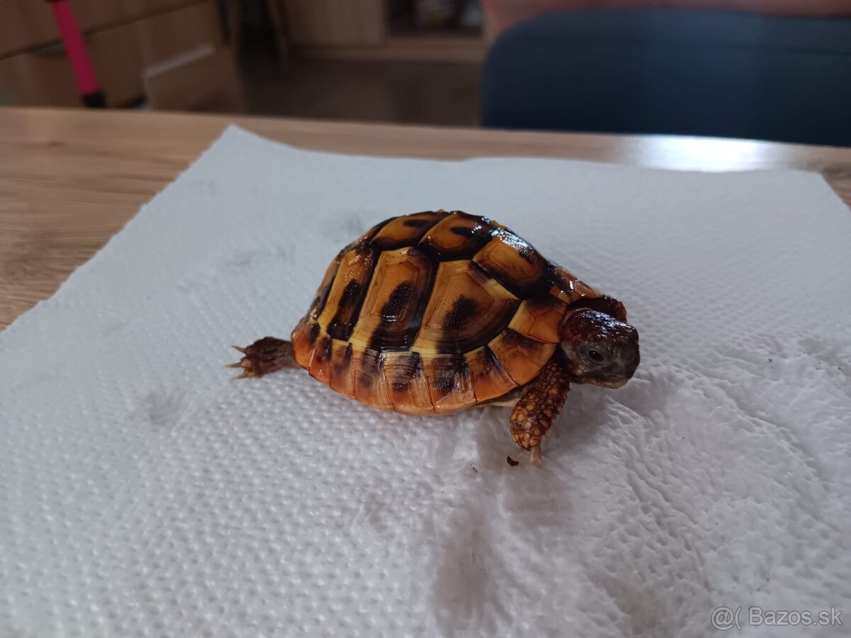 Testudo hermanni