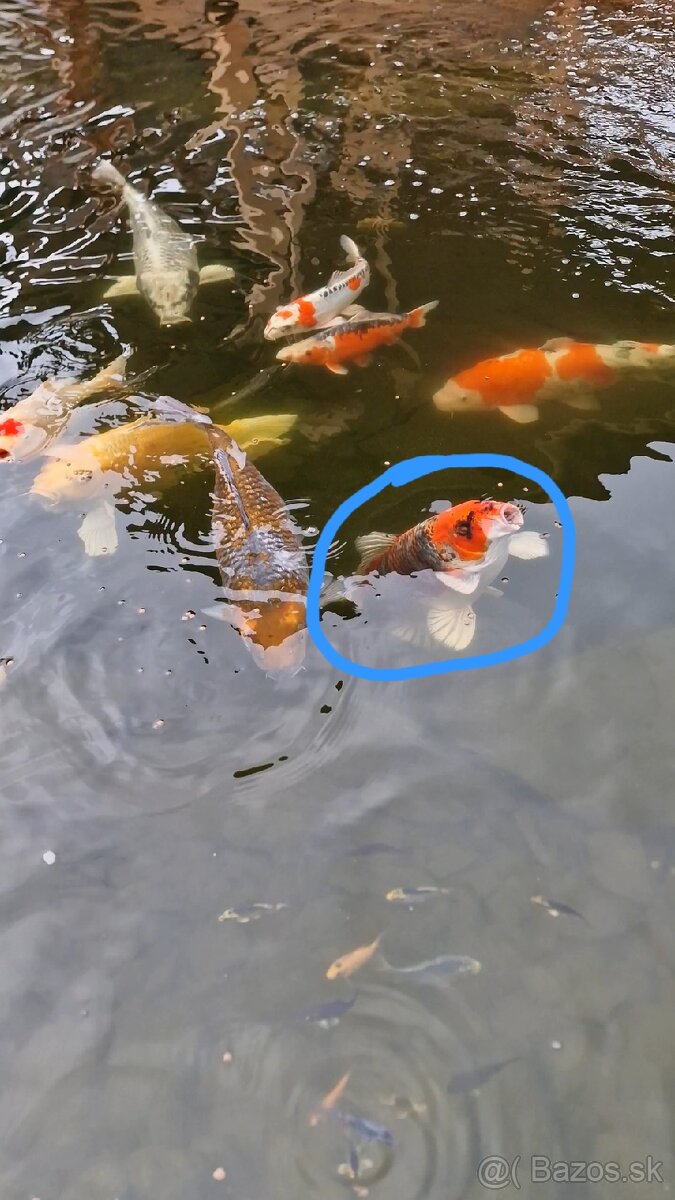 Japonský koi kapor