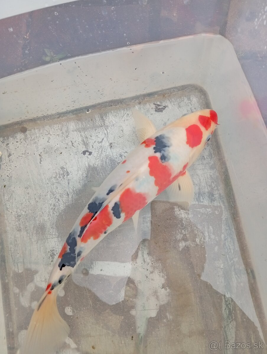 Koi kapre