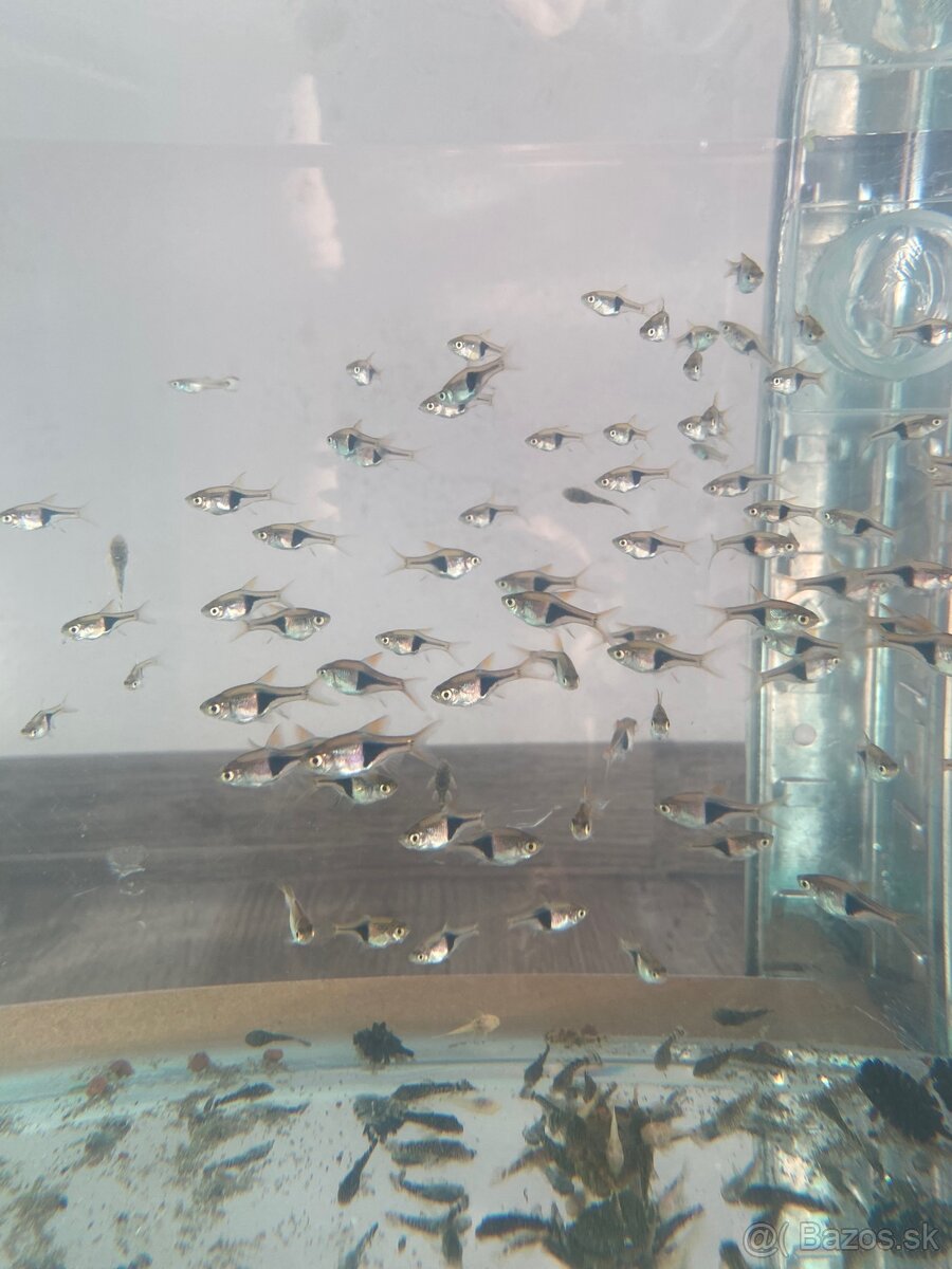 Rybičky a krevety 0,60€