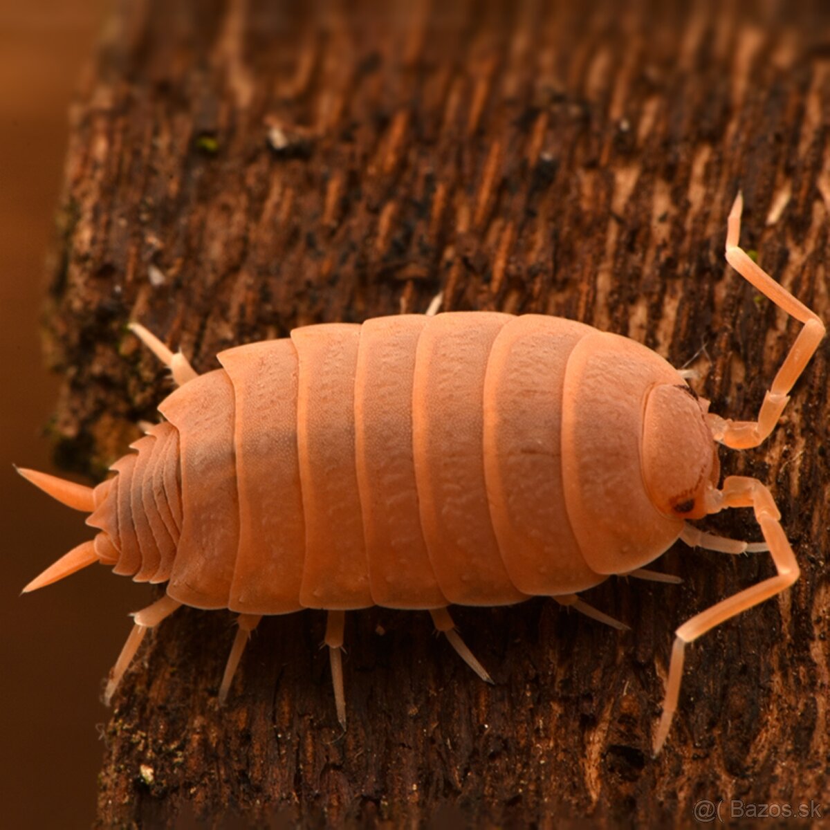 Isopody Porcellio pruinosus “Orange”
