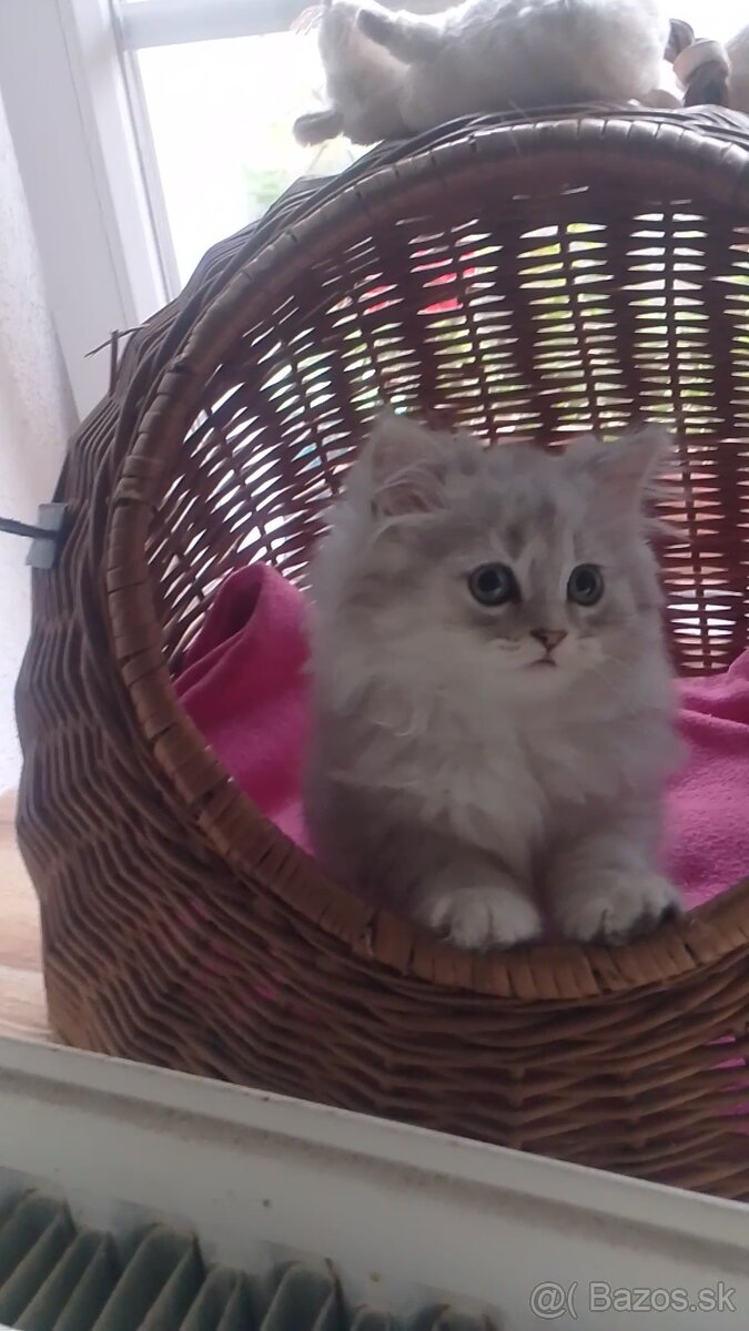 Predám nádherné mačiatka perzska cincila