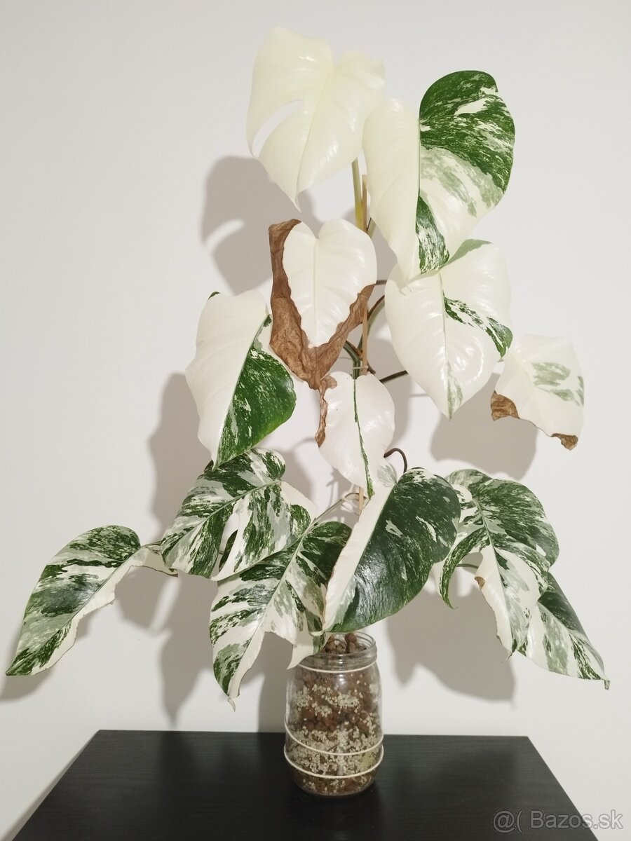 Monstera Albo Variegata a Halfmoon