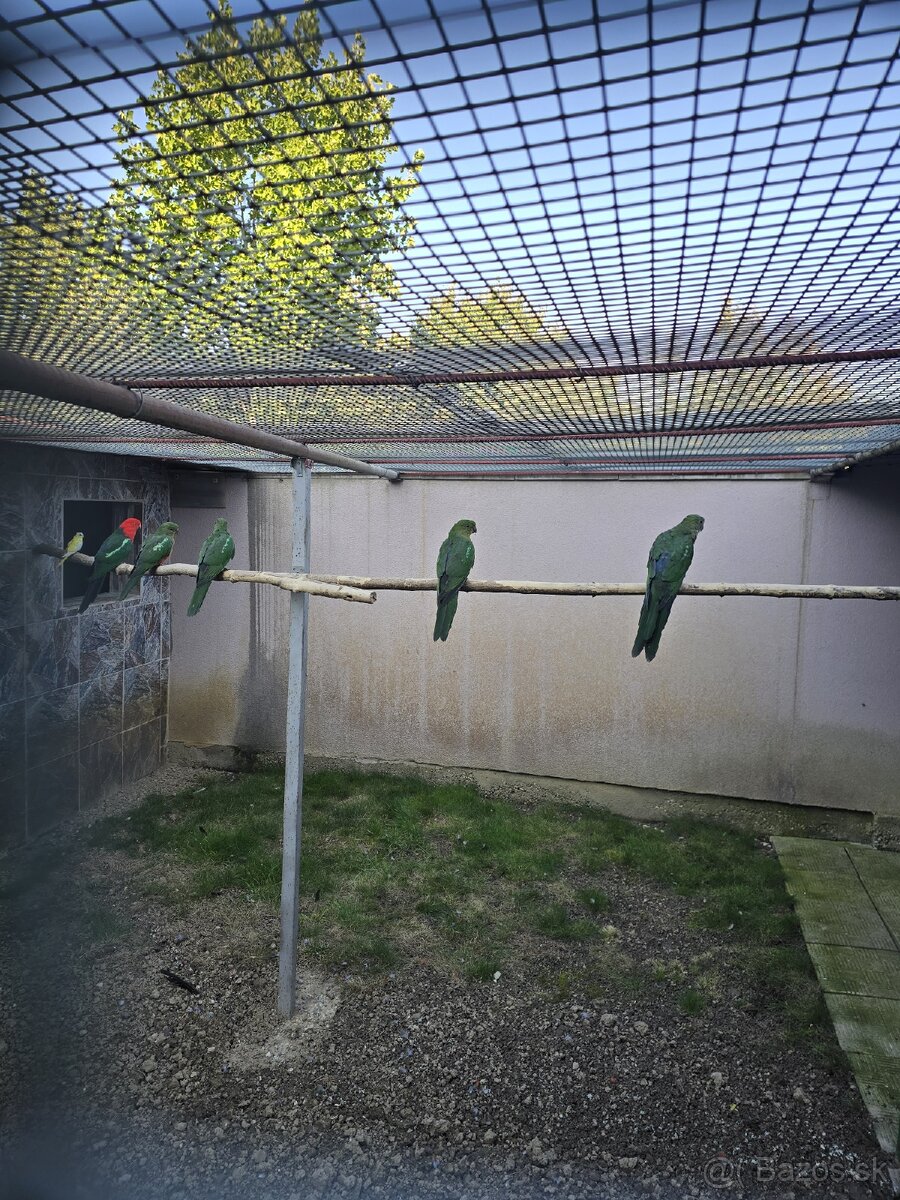 Papagáj kráľovský.