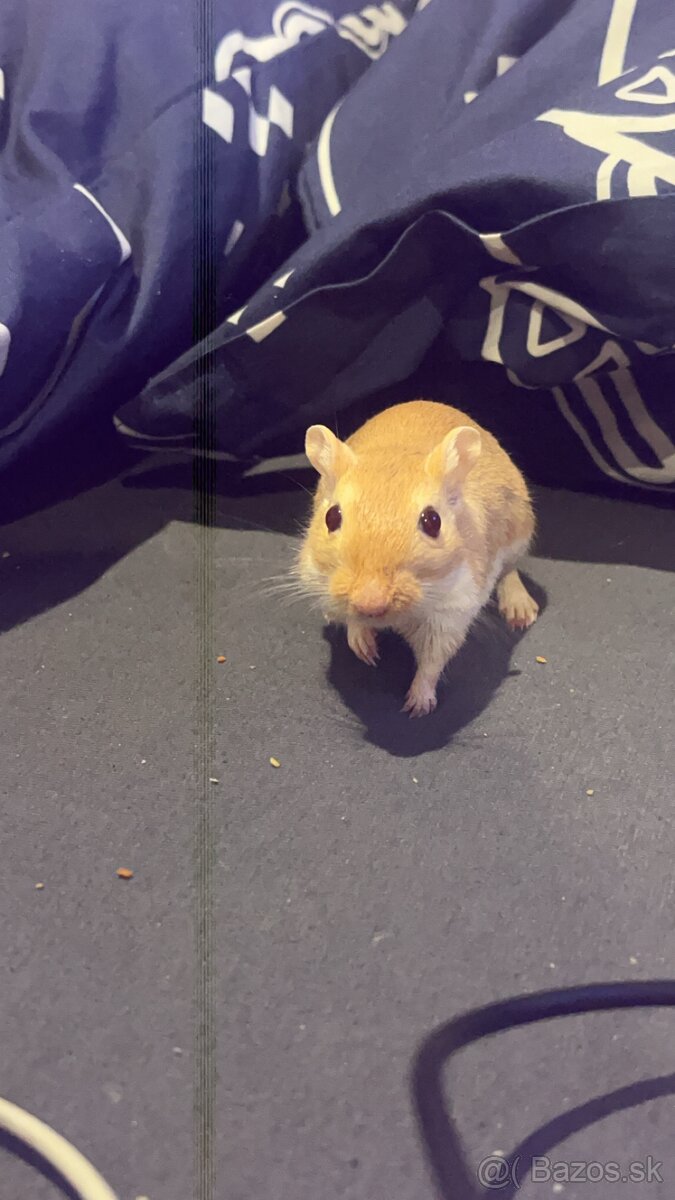 🐹 Darujeme mláďatá pieskomilov (odber o 3–4 týždne)