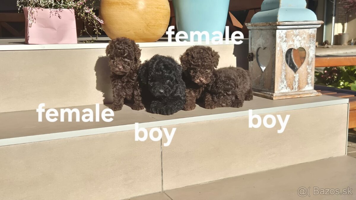 Pudel Toy Pudel pudlík