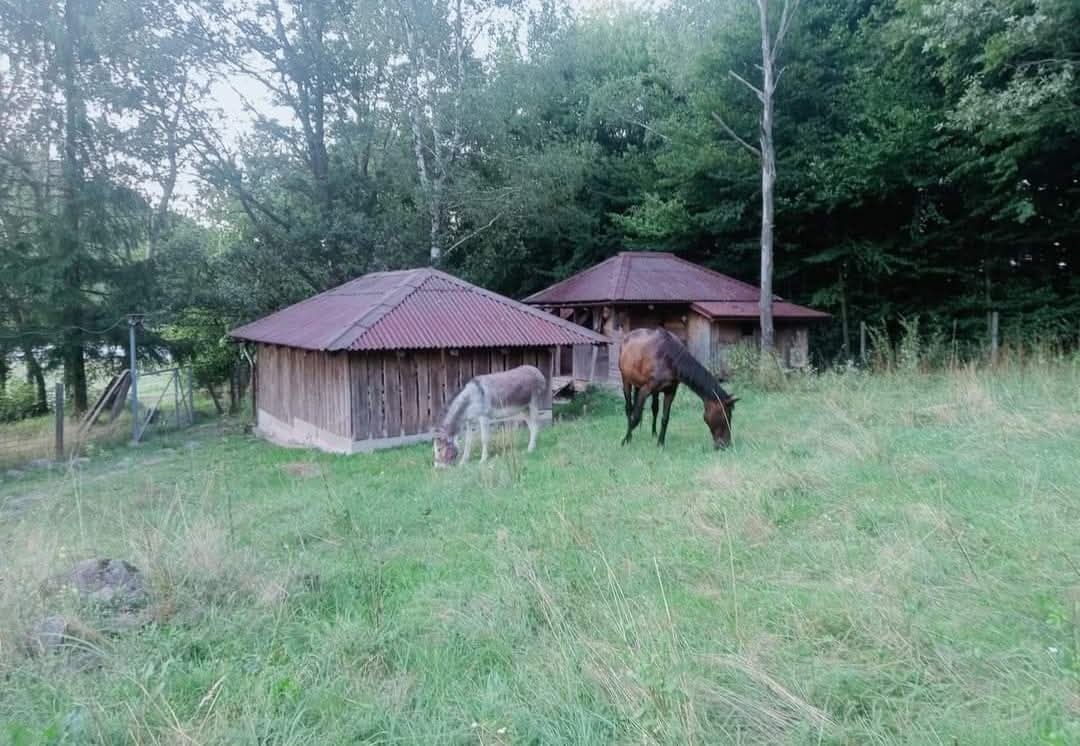 Hľadám parťáka k valachovi