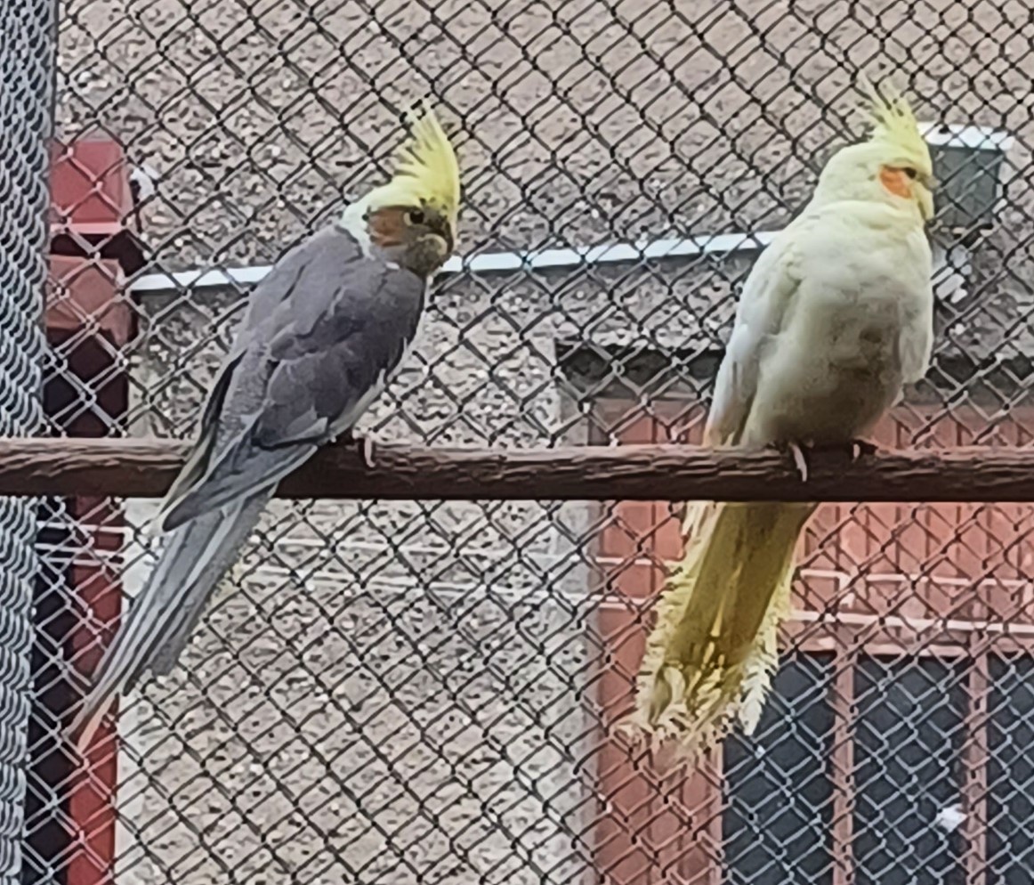 Predám papagájov :
