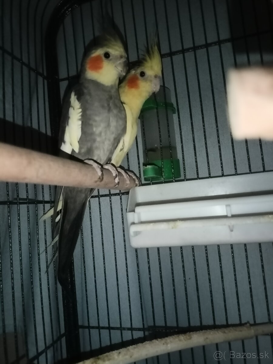 Predam korely par plus klietka a budka