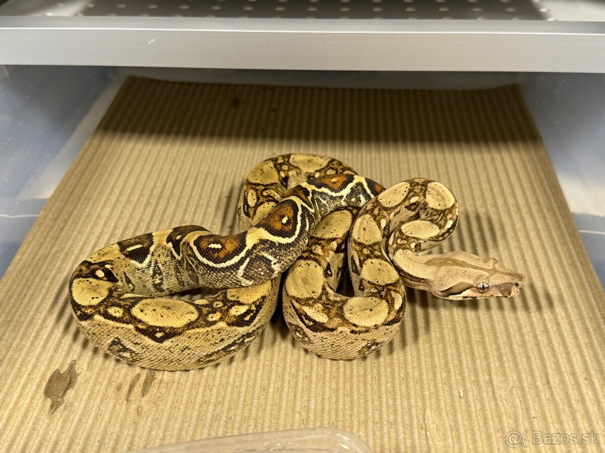 Boa Constrictor-Velhad Kralovsky