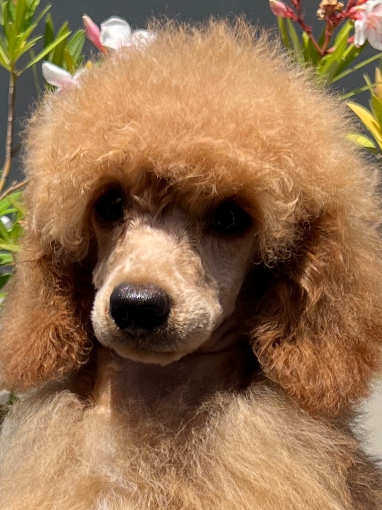 Pudel, pudla, poodle Puppy