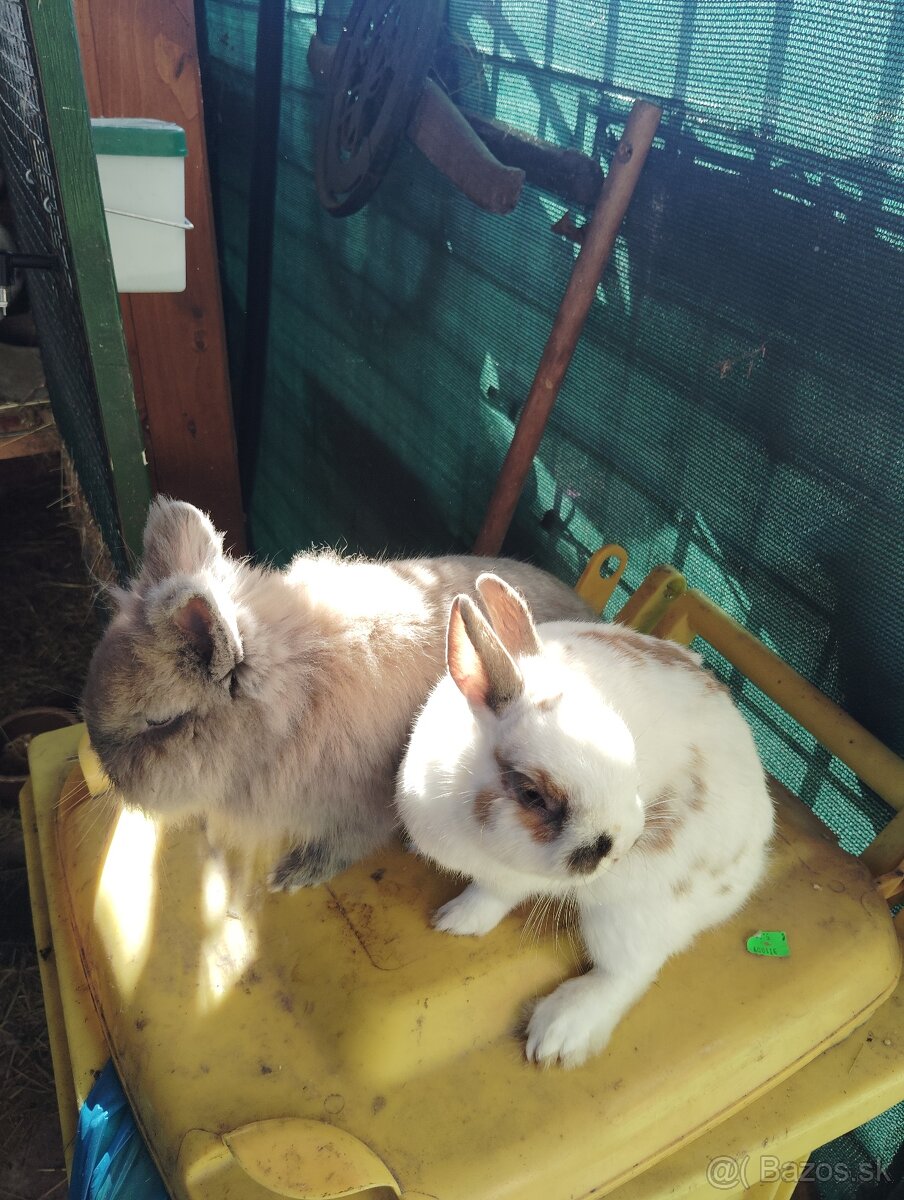 DARUJEM DVOCH ZAKRSLYCH ZAJAČIKOV