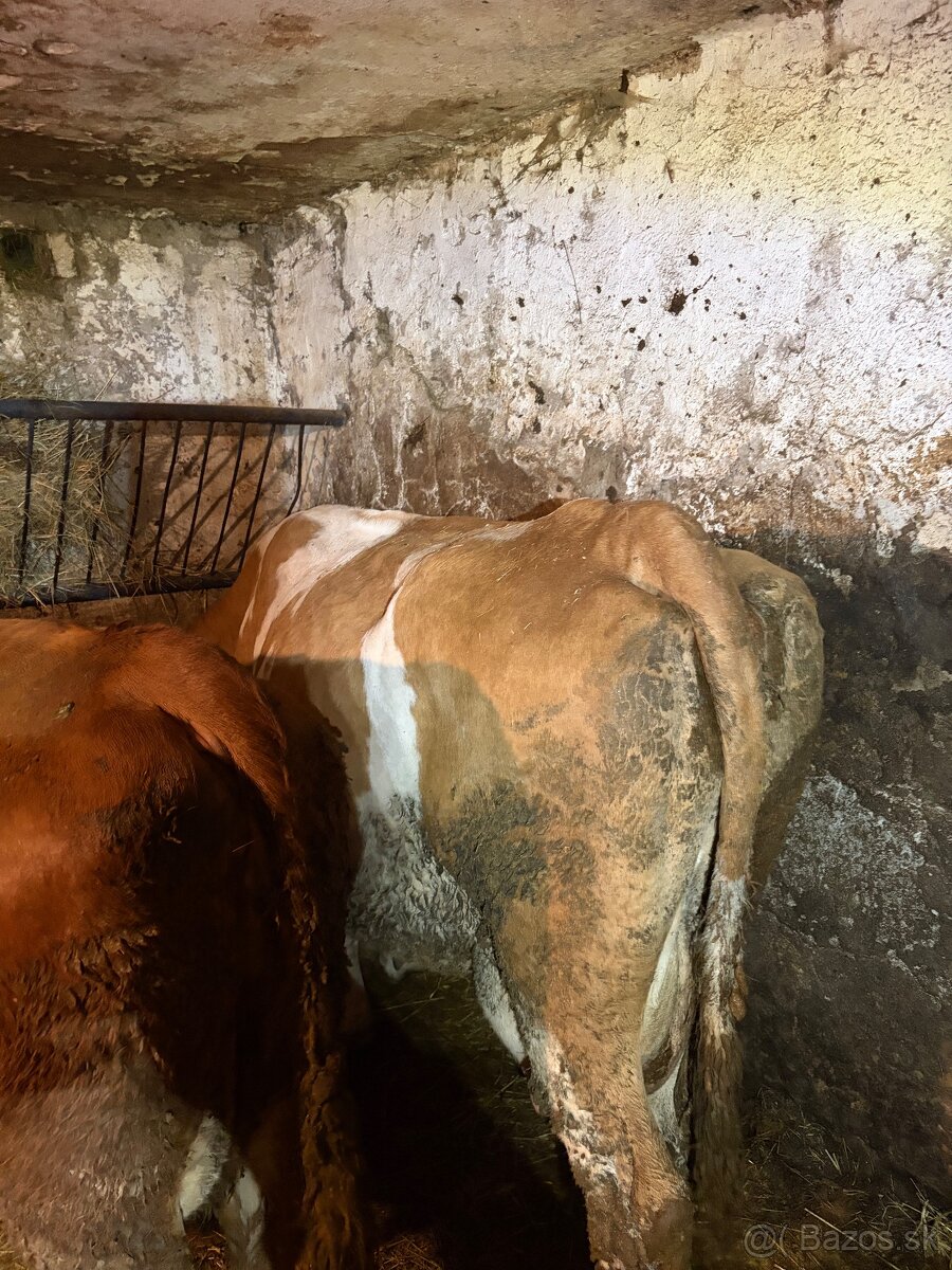 Predám kravu po otelení