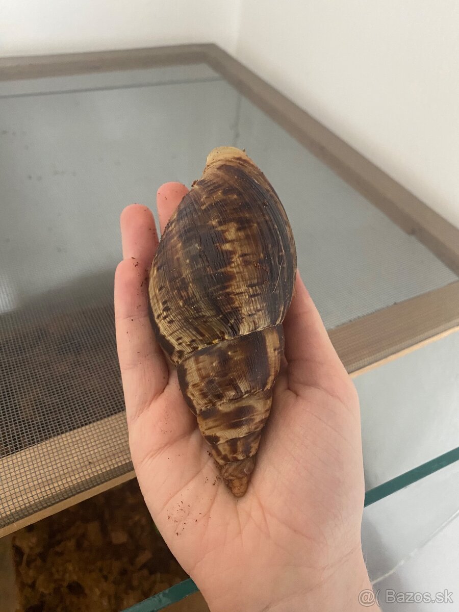 Slimáky