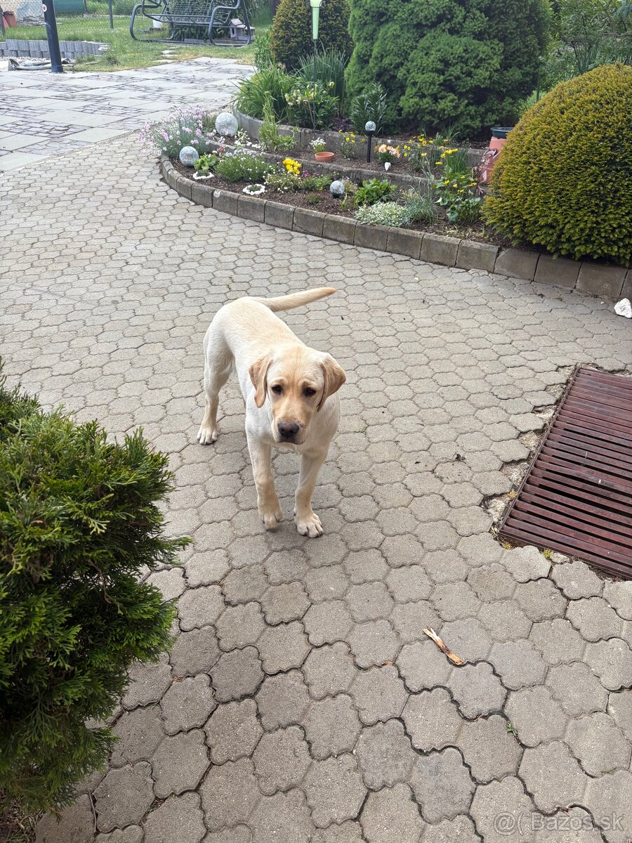 Labradorský retriver