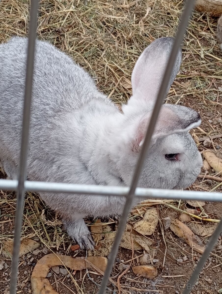 Ponúkam Pripustenie zajacov