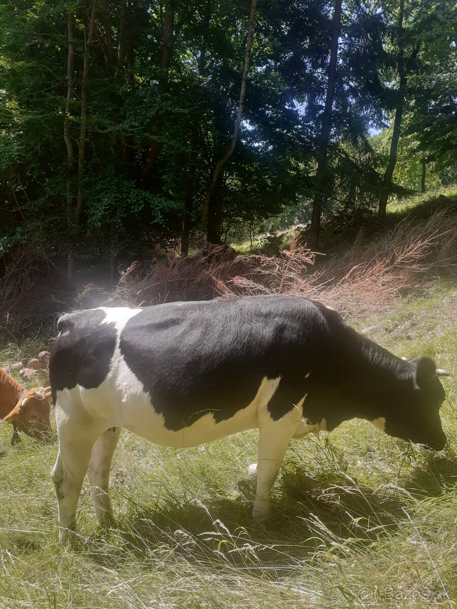 Jalovica
