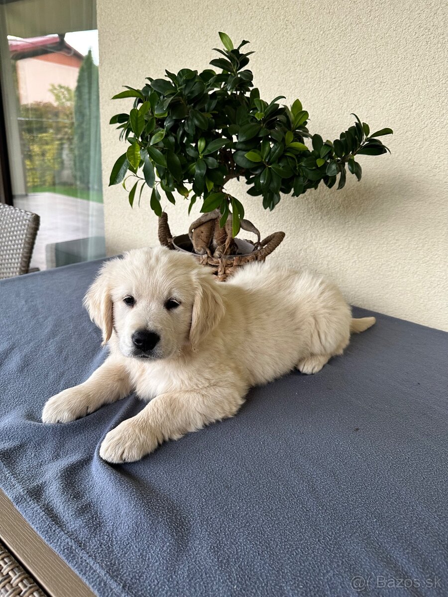 Zlatý retriever - Šteniatko