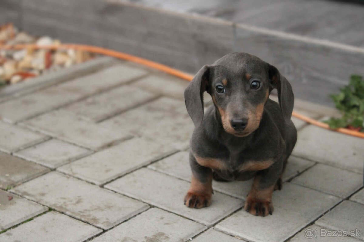 jazvečík trpaslici