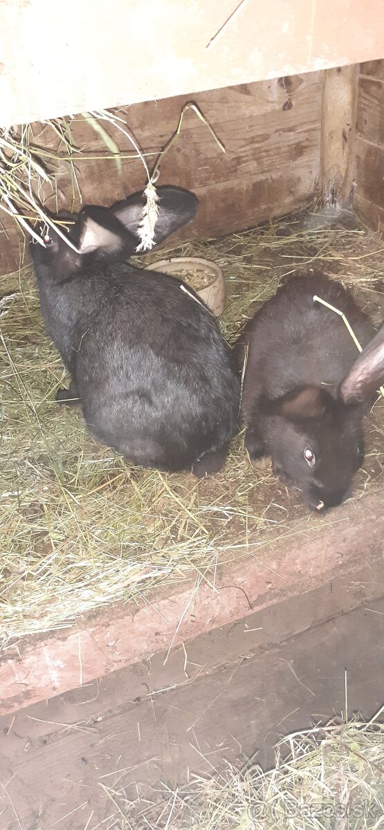 Ptedam mäso z mladych kralikov