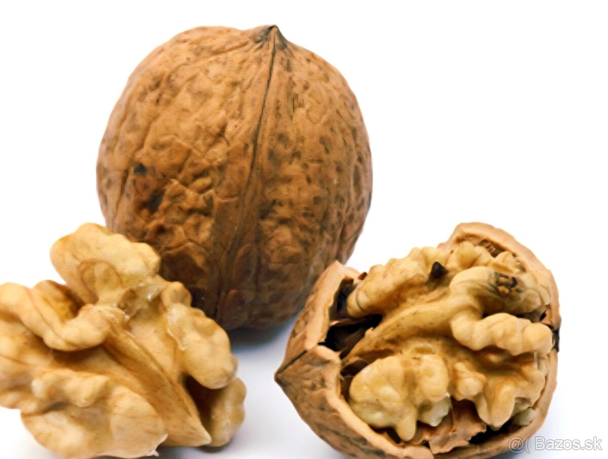 Vlašské orechy 2025