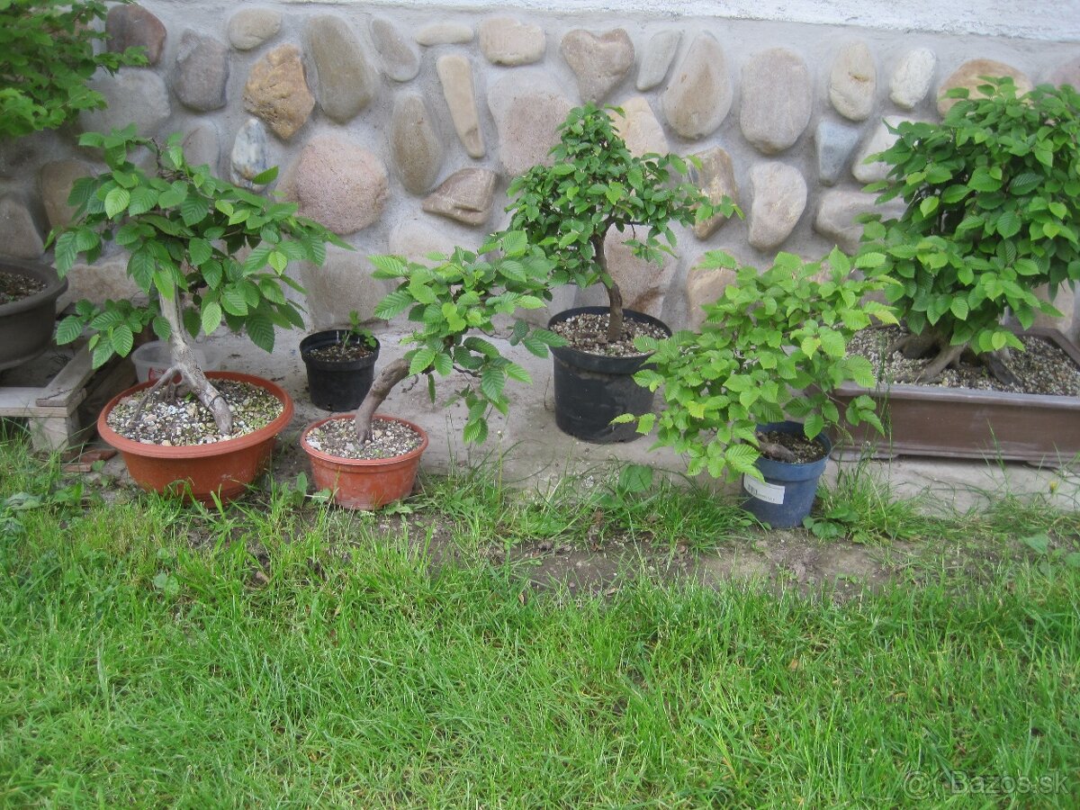 bonsai,bonsaj-hrab 13