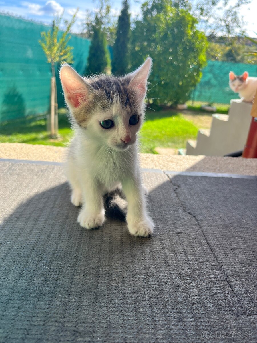 🐾 Darujem mačičky do dobrých rúk 🐾