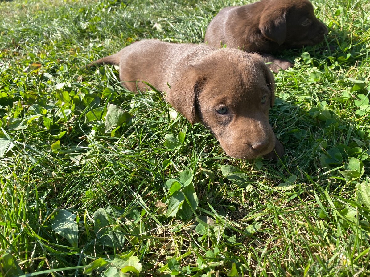 Labrador šteniatka