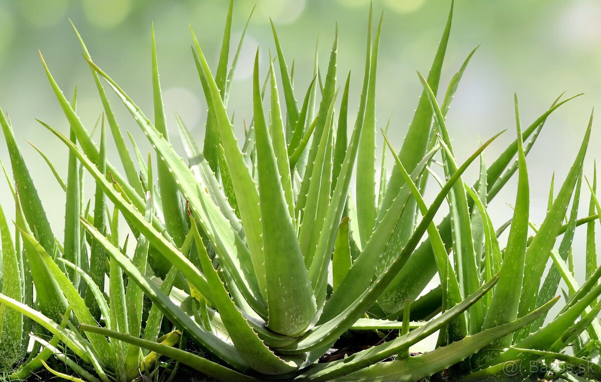 Predám aloe Vera liečivé rastliny 2€/ks