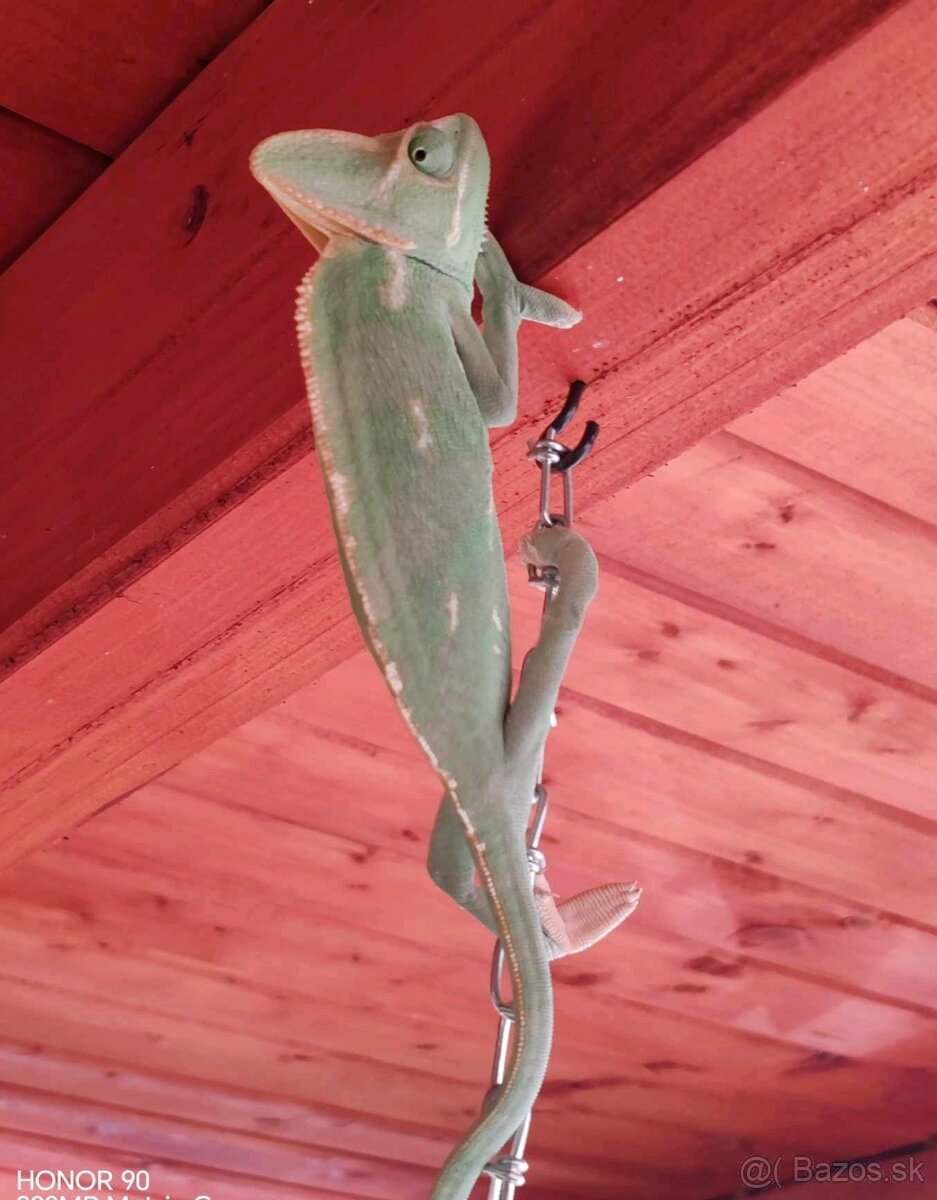 Chameleón