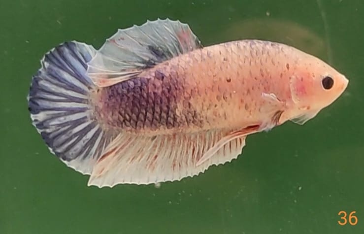 Bojovnica pestra long tail, shorttail,samec