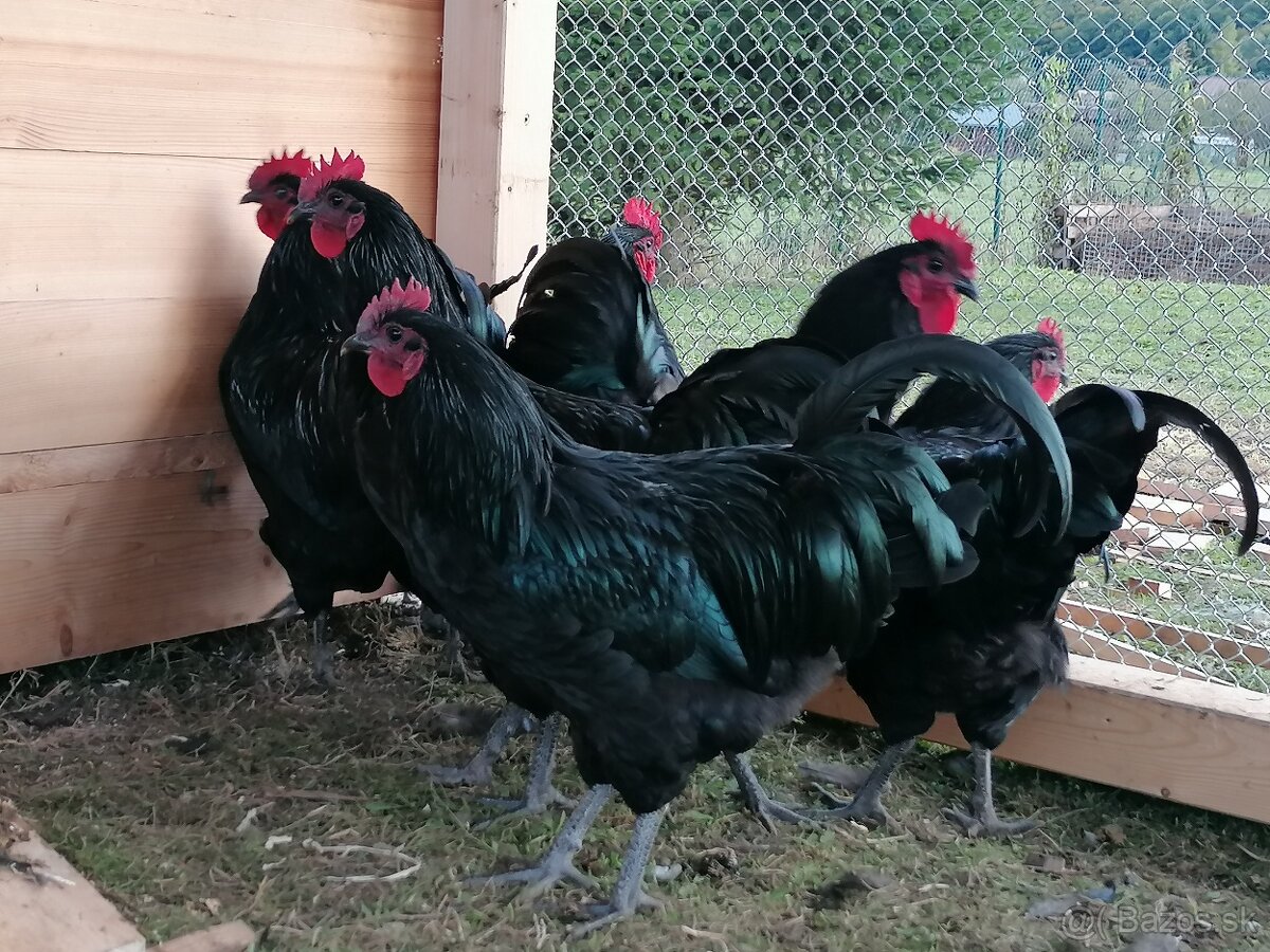 Australorpka čierna - kohút