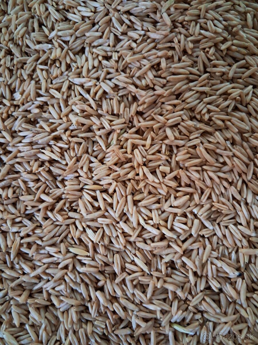 Ovos nahý, lesknica, kukurica, pšenica, repka, mak