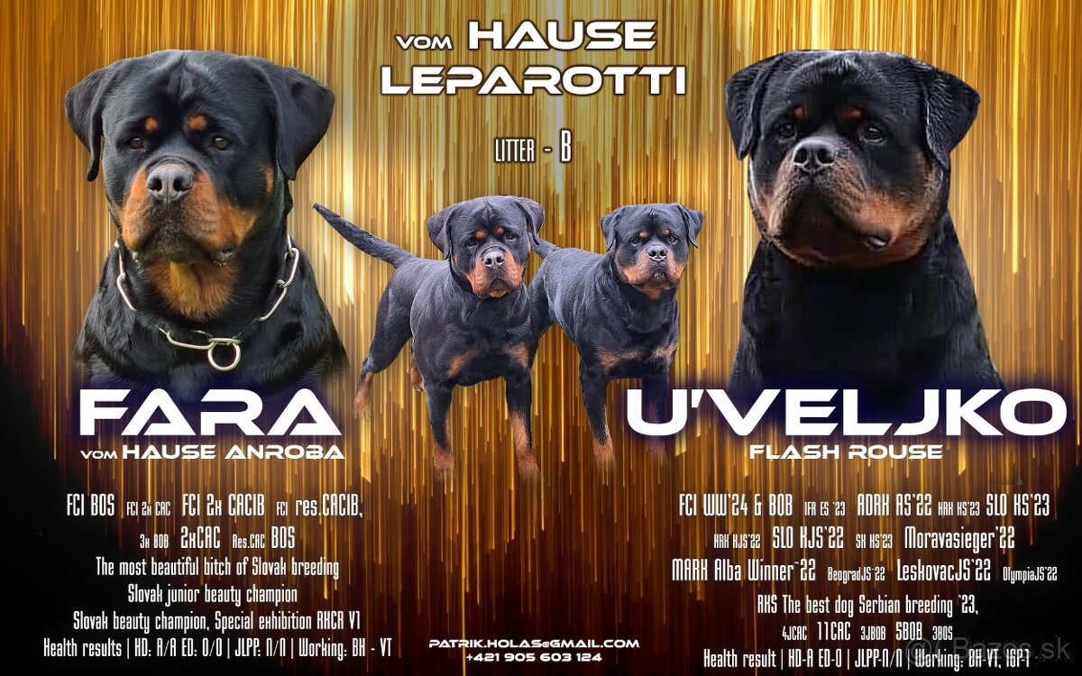 Predam steniatko Rottweilera, rotvajlera, rottvajlera,rotti,